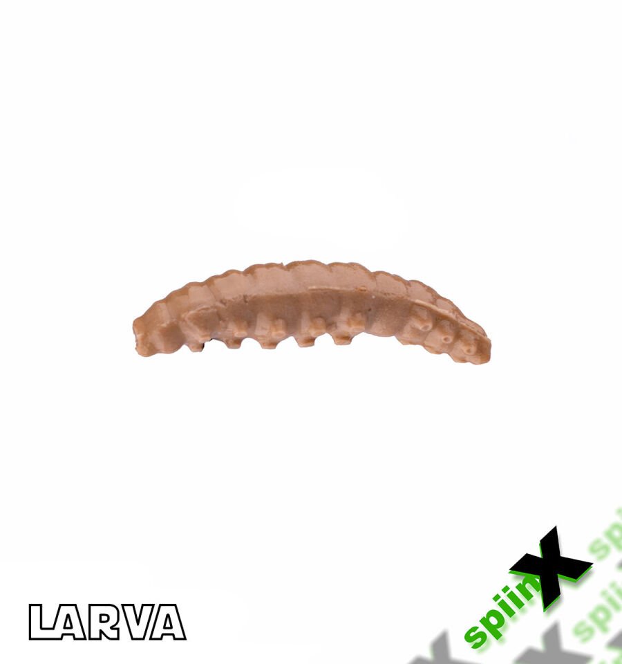 SPIINX LARVA 35MM 14P PEYNİR COFFEE 24